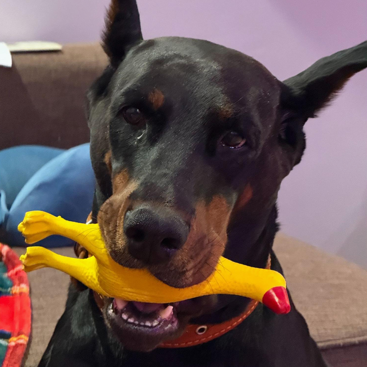 Принесла добычу