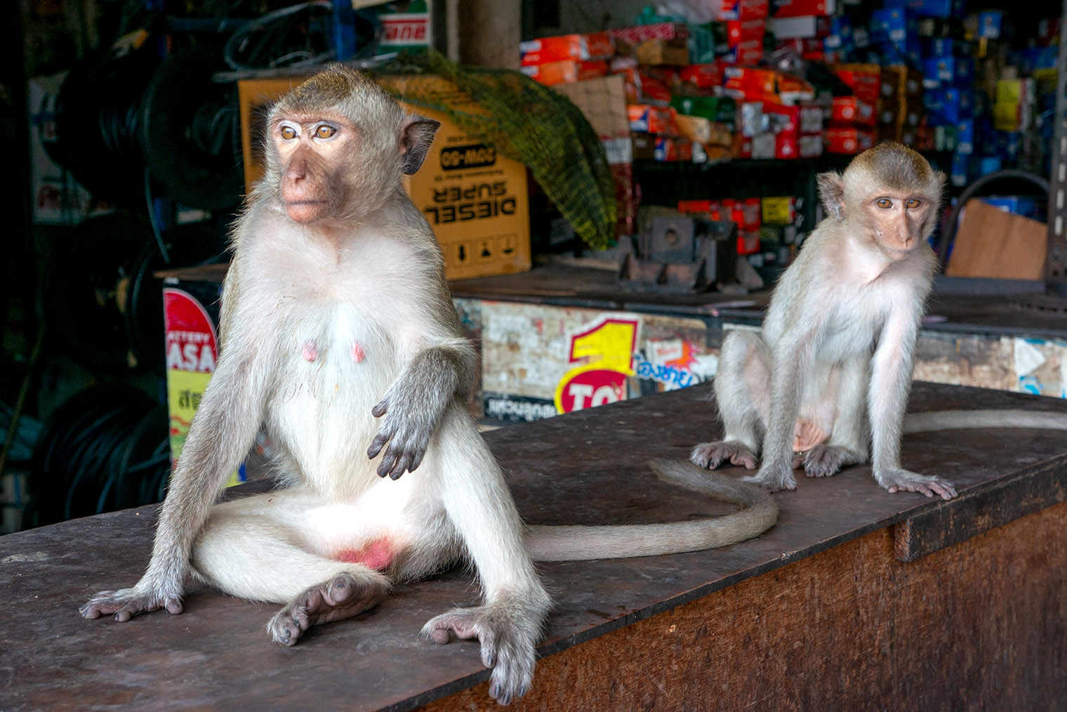 В статье The Guardian я прочитала, что местные жители по-разному относятся к обезьянам: одни считают их частью городской идентичности, другие видят в них угрозу. Хозяин магазина возле храма терпимо относился к тому, что макаки чувствовали себя как дома в стенах его лавки