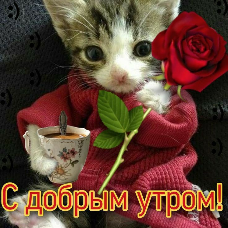 Котенок-романтик