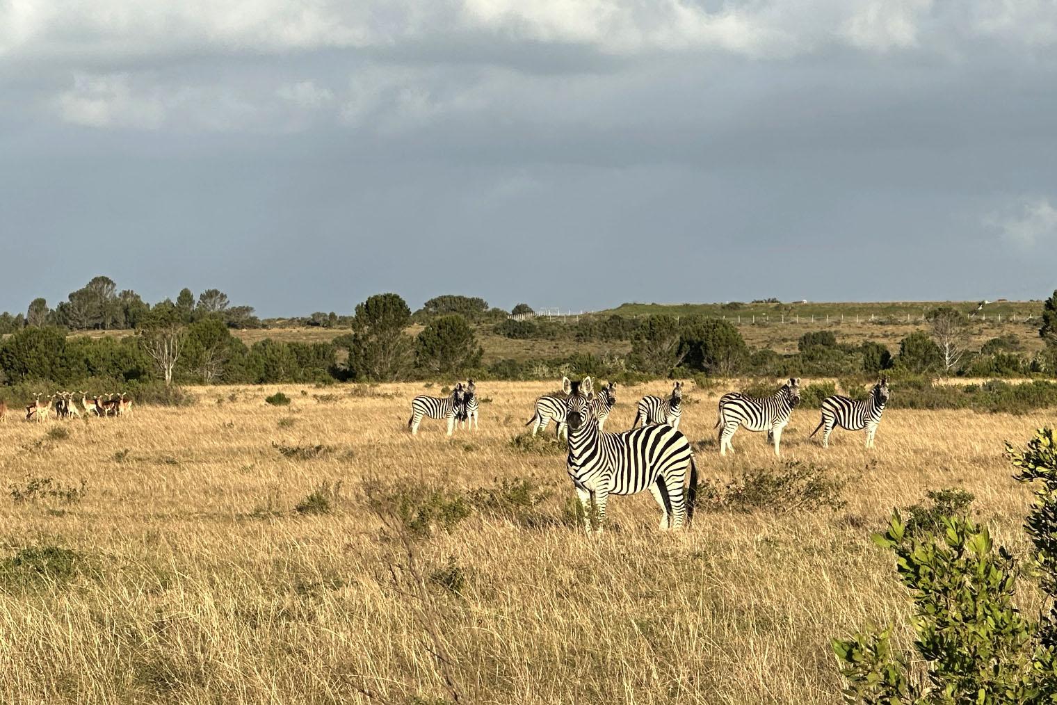 Зебры на территории Private Game Reserve. Одна из них решила попозировать перед камерой