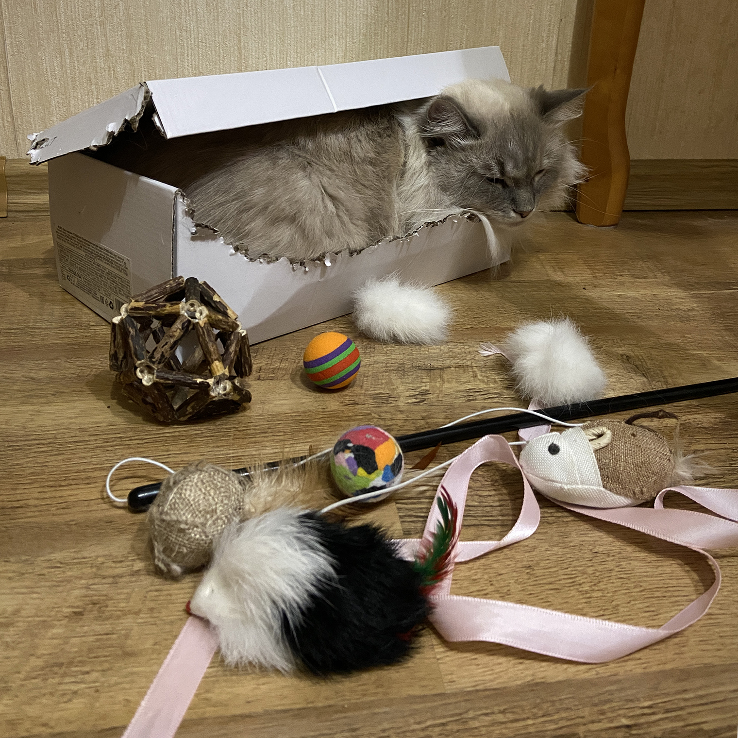 Игрушек у нашей кошки много, но коробки все равно в приоритете