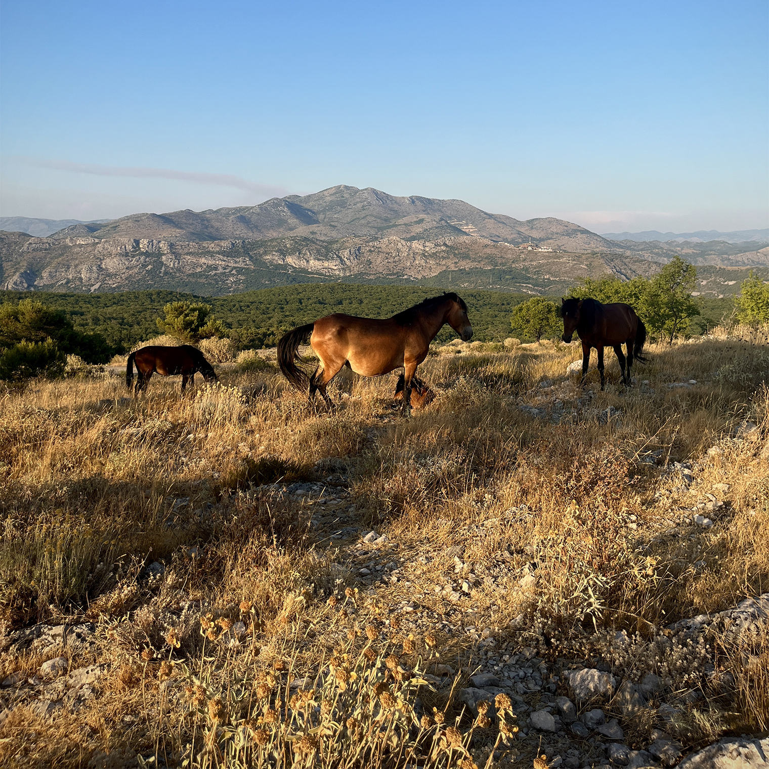 На горе Срдж, на высоте более 400 метров над уровнем моря, встретили диких лошадей. Они бережно охраняли своего малыша и очень гармонично вписывались в степные виды Хорватии