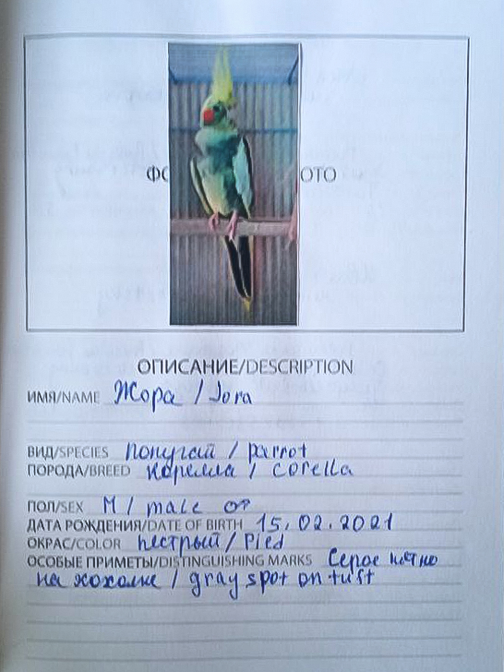 Такие паспорта мы сделали на каждого попугая и ящерицу