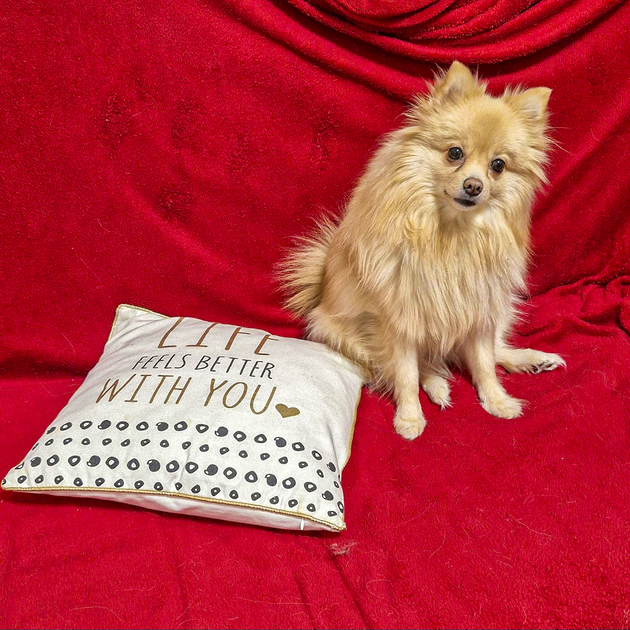 Собака кузины