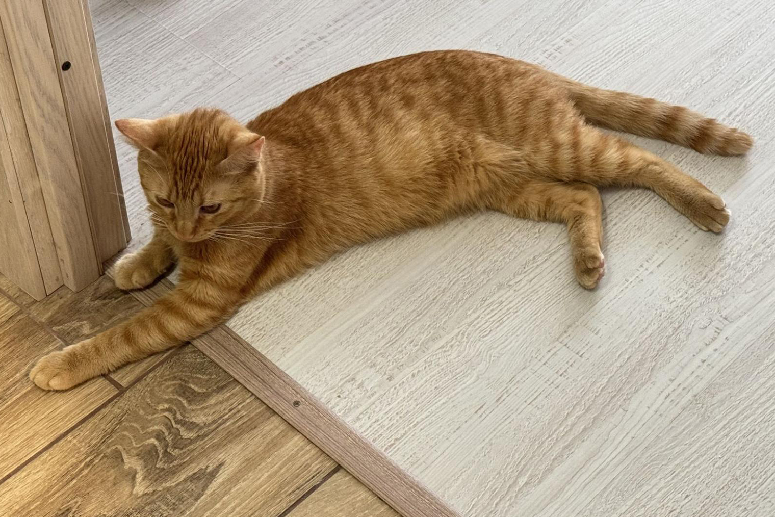 Наш кот