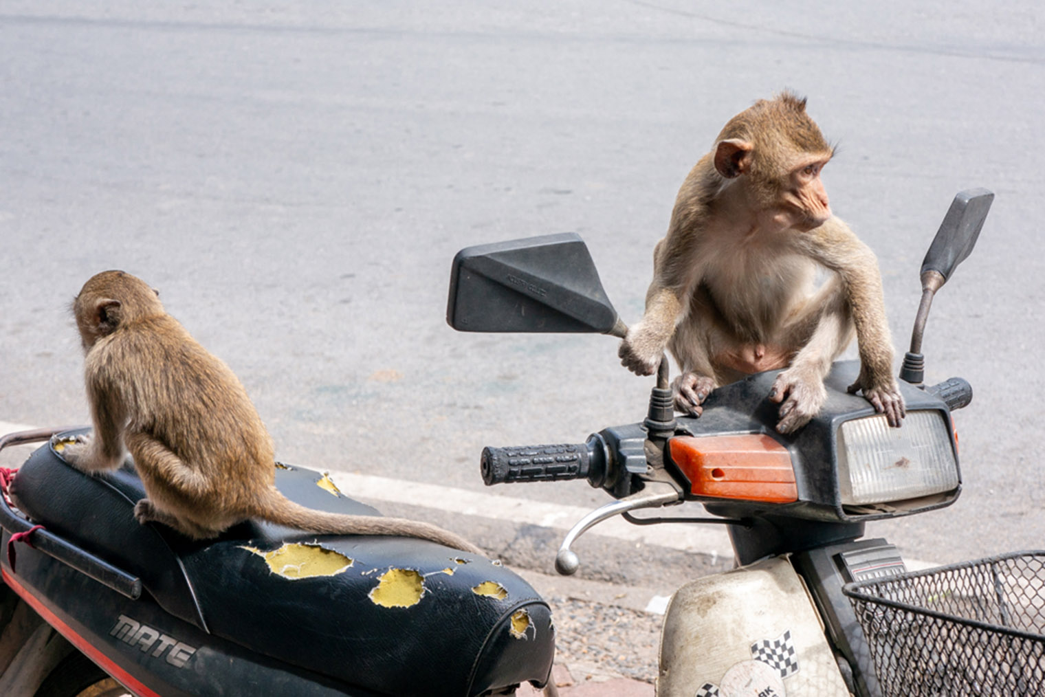 Стоило нам отойти на десять минут, как байк моего друга оседлали макаки