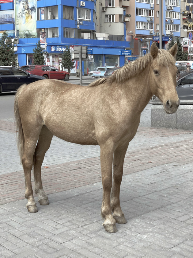 Картинка на запрос Horse in the city с мудбордом, в котором сотни мобильных снимков