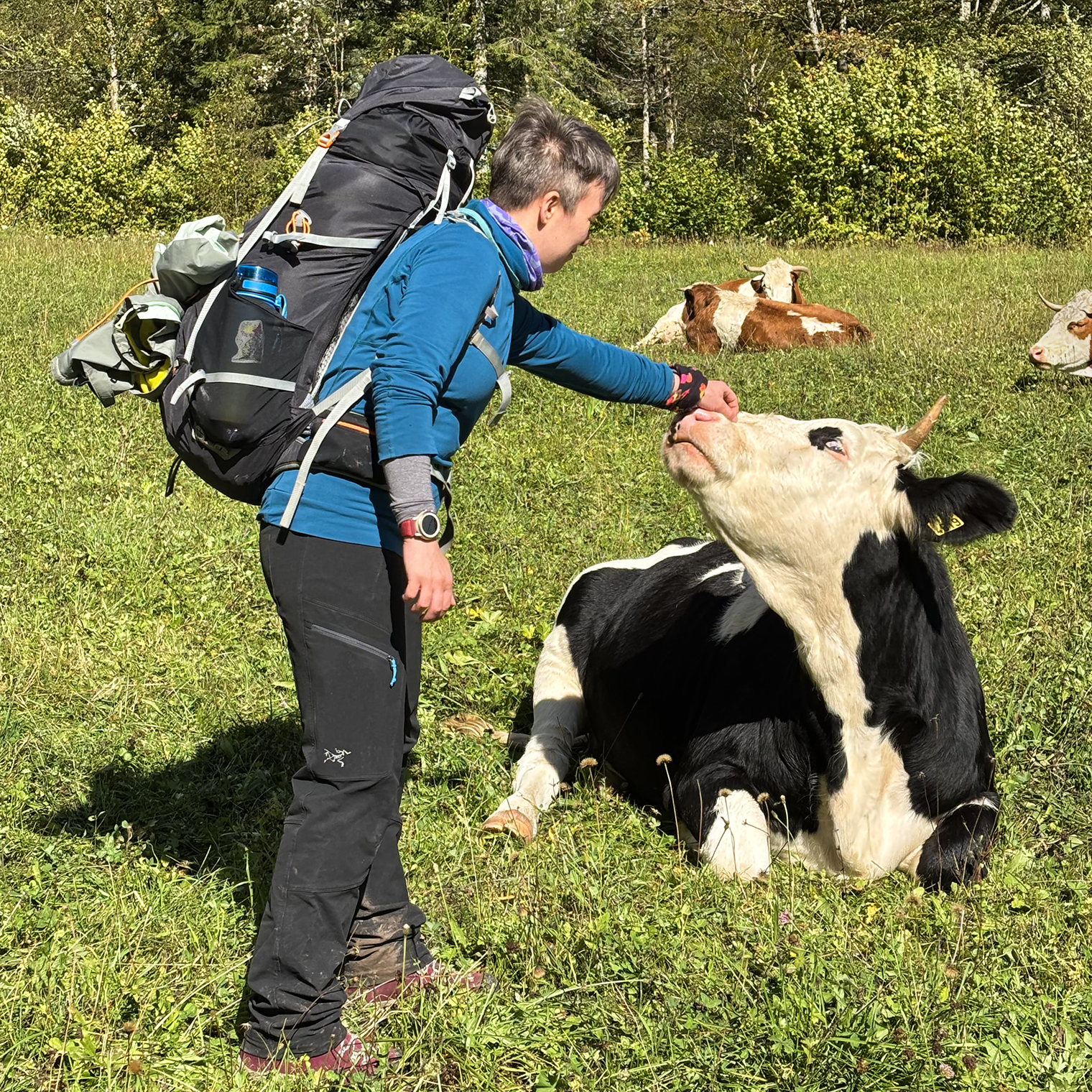 Альпийская корова прямиком из рекламы шоколада «Милка»