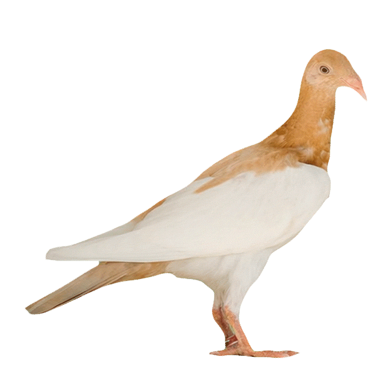 Лейбл заголовка