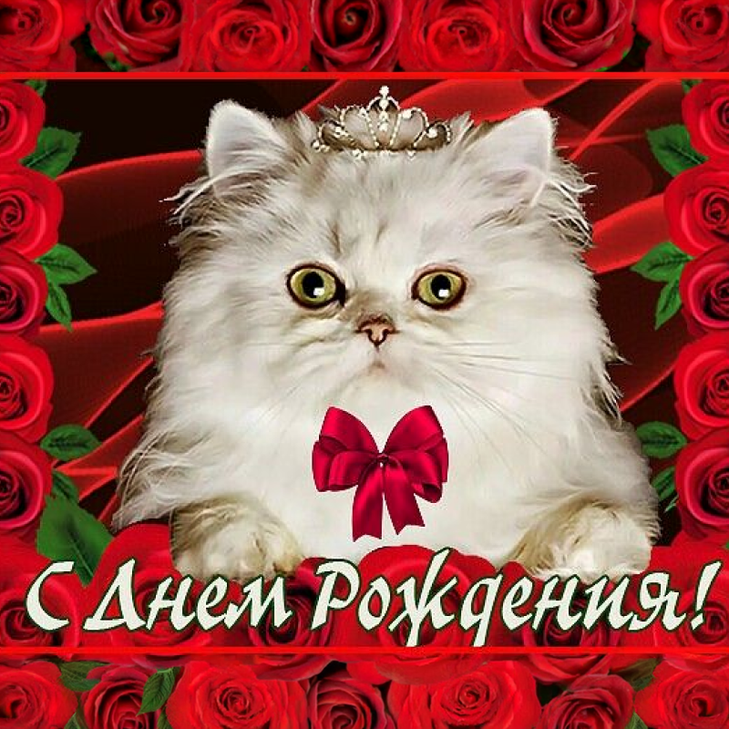 Кот в цветах