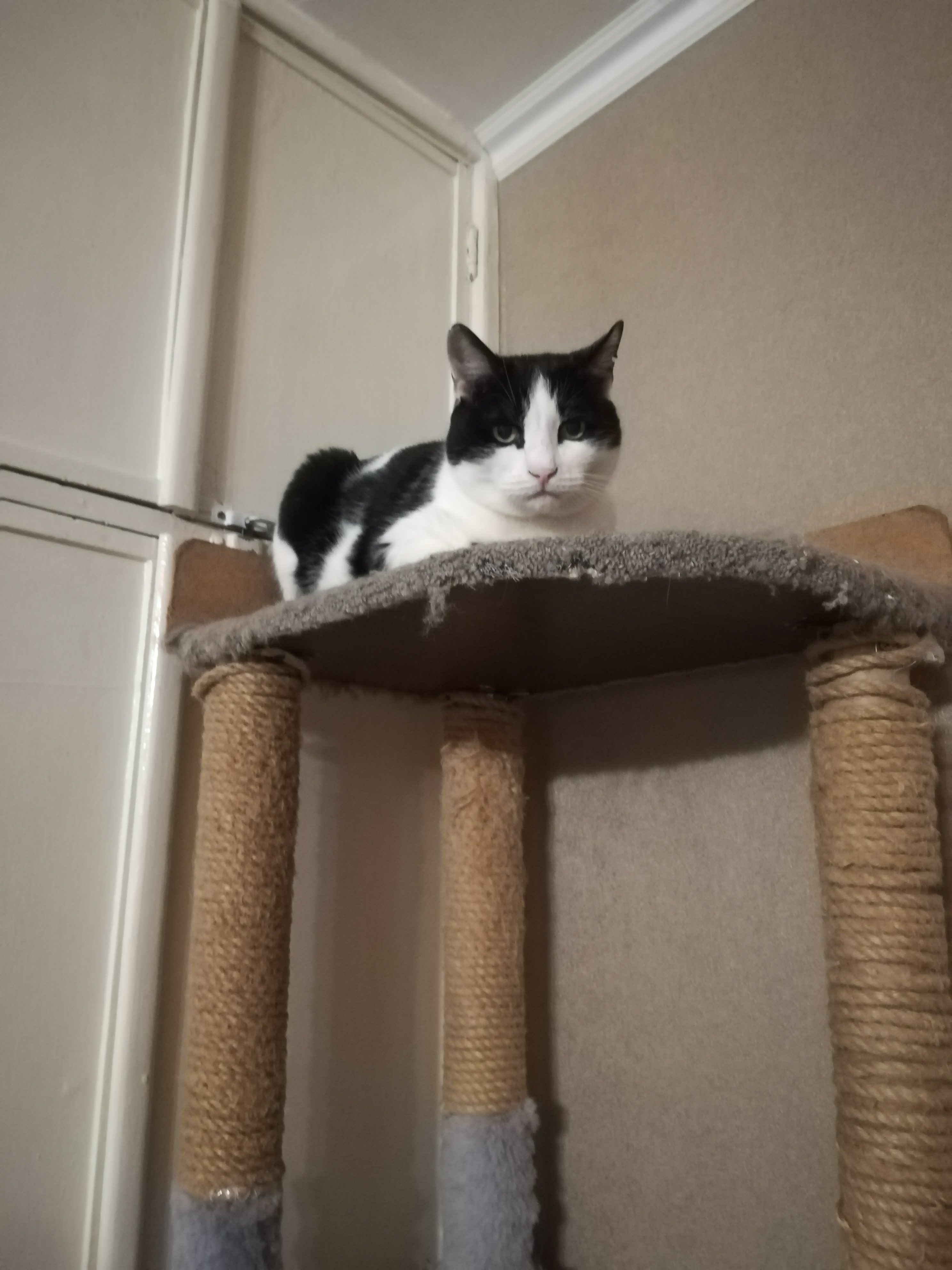 На фото Соня ждёт, когда я с ней поиграю. Хозяйка улетела в Питер, а я зооняня