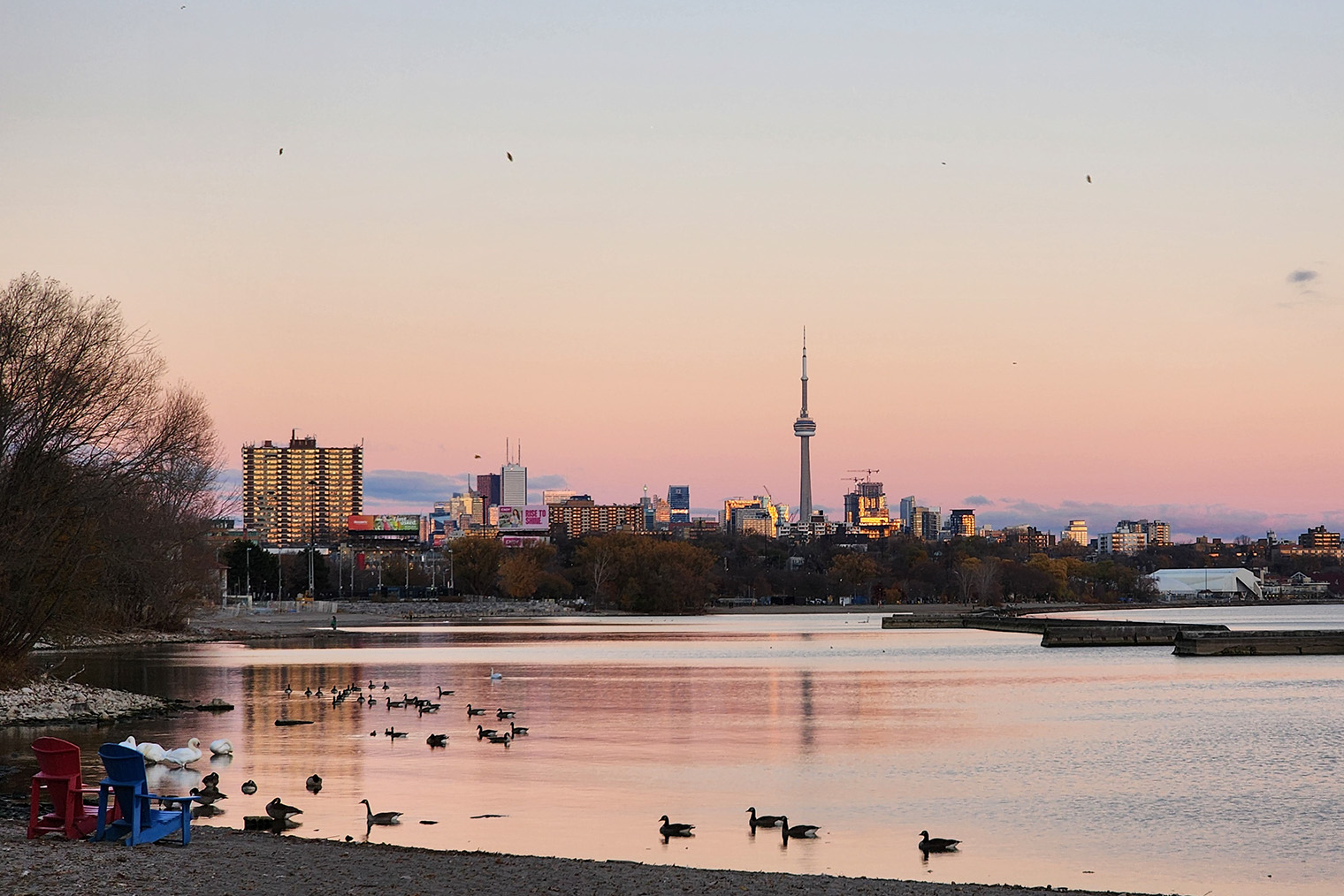 Утки, гуси и лебеди зимним вечером на фоне CN Tower