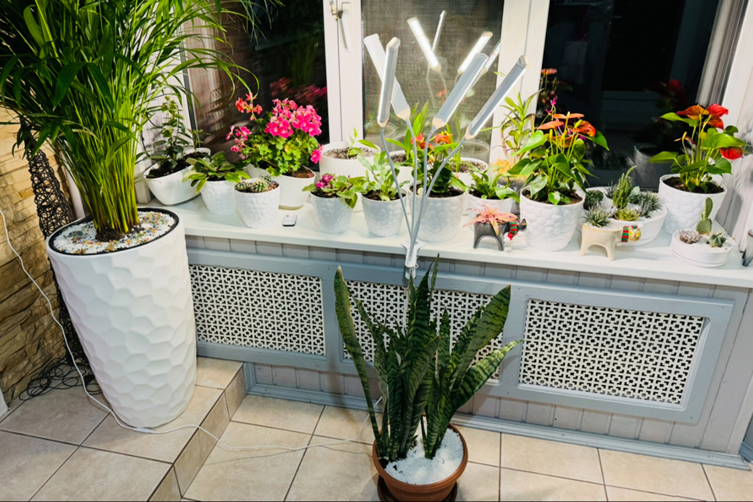 Моя оранжерея вечером