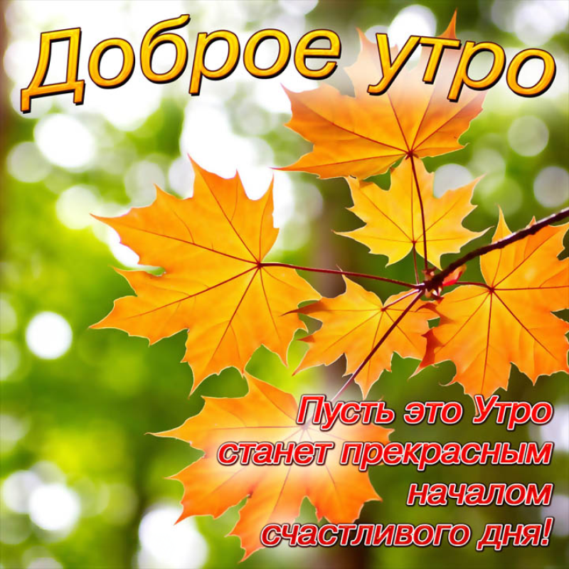 Листочки