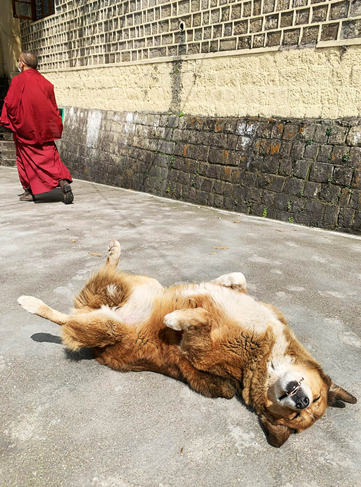 В Гималаях живут самые счастливые и добрые собаки, почесать им животик — особый вид медитации