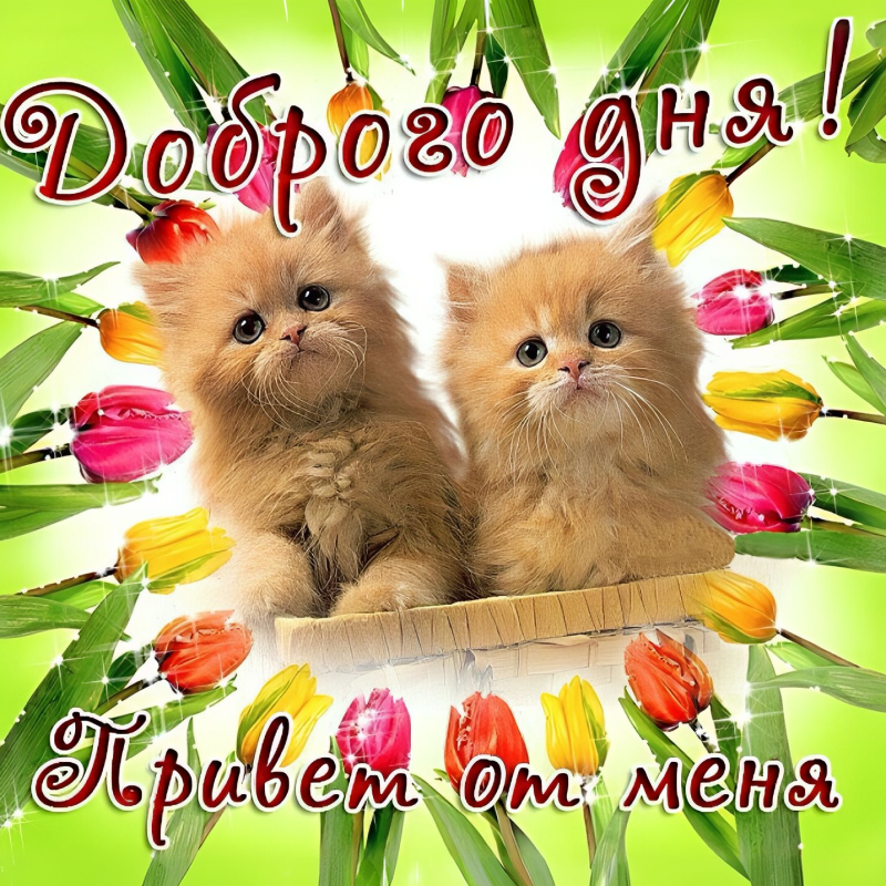Котята в цветах