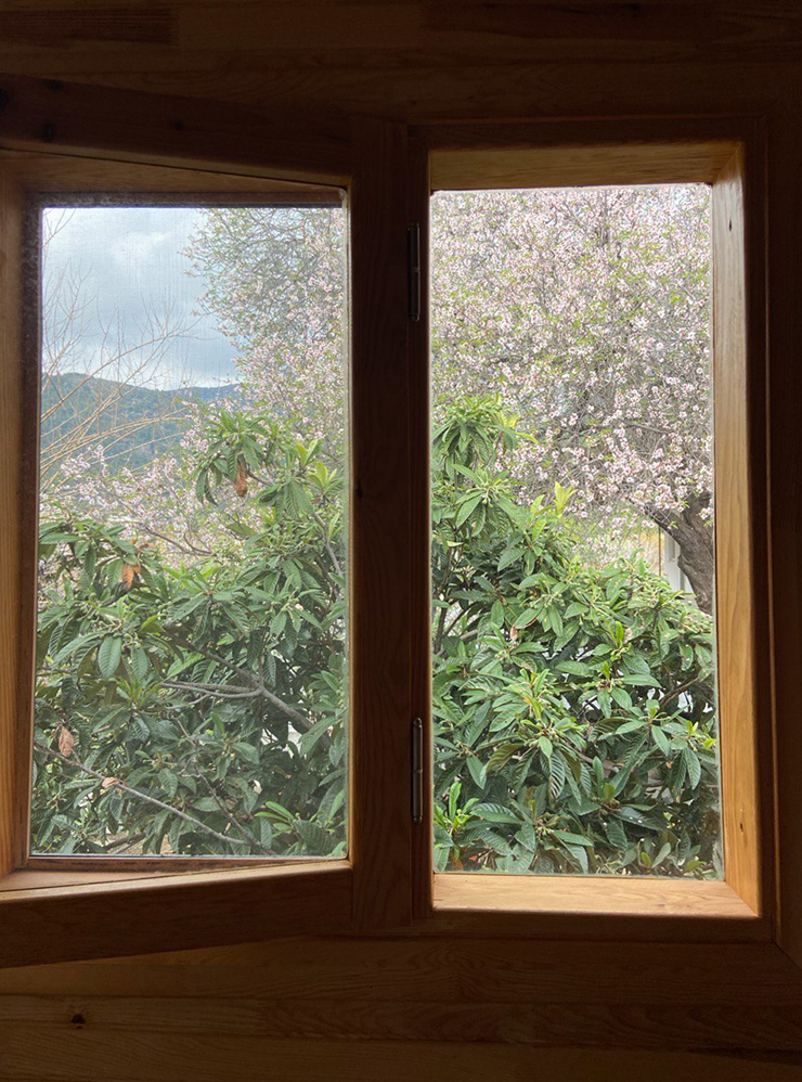 Вид из окна спальни. Весной цветет миндаль