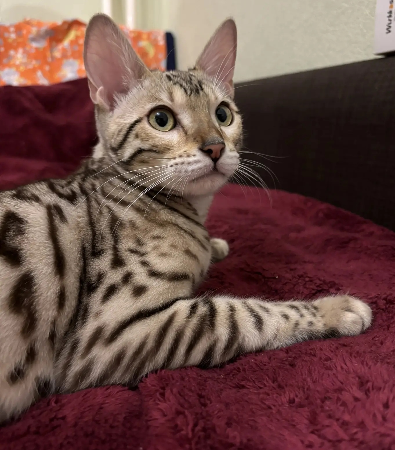 Чувствую королевскую стать!