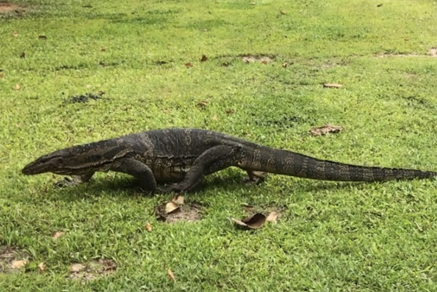 В канале около моего дома жили вараны — огромные ящерицы. Они в целом свободно и вальяжно расхаживают по улицам Таиланда. Для человека они безобидны