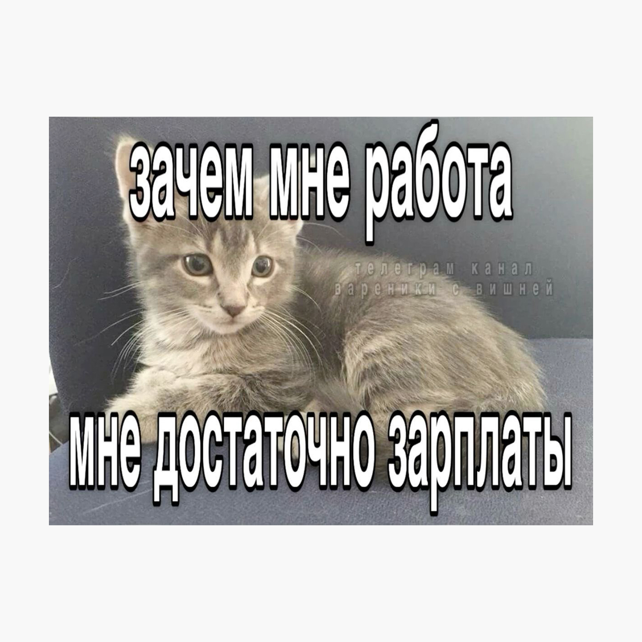 Понимаем, котик