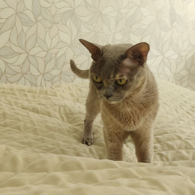 Утро встречаю с кошкой