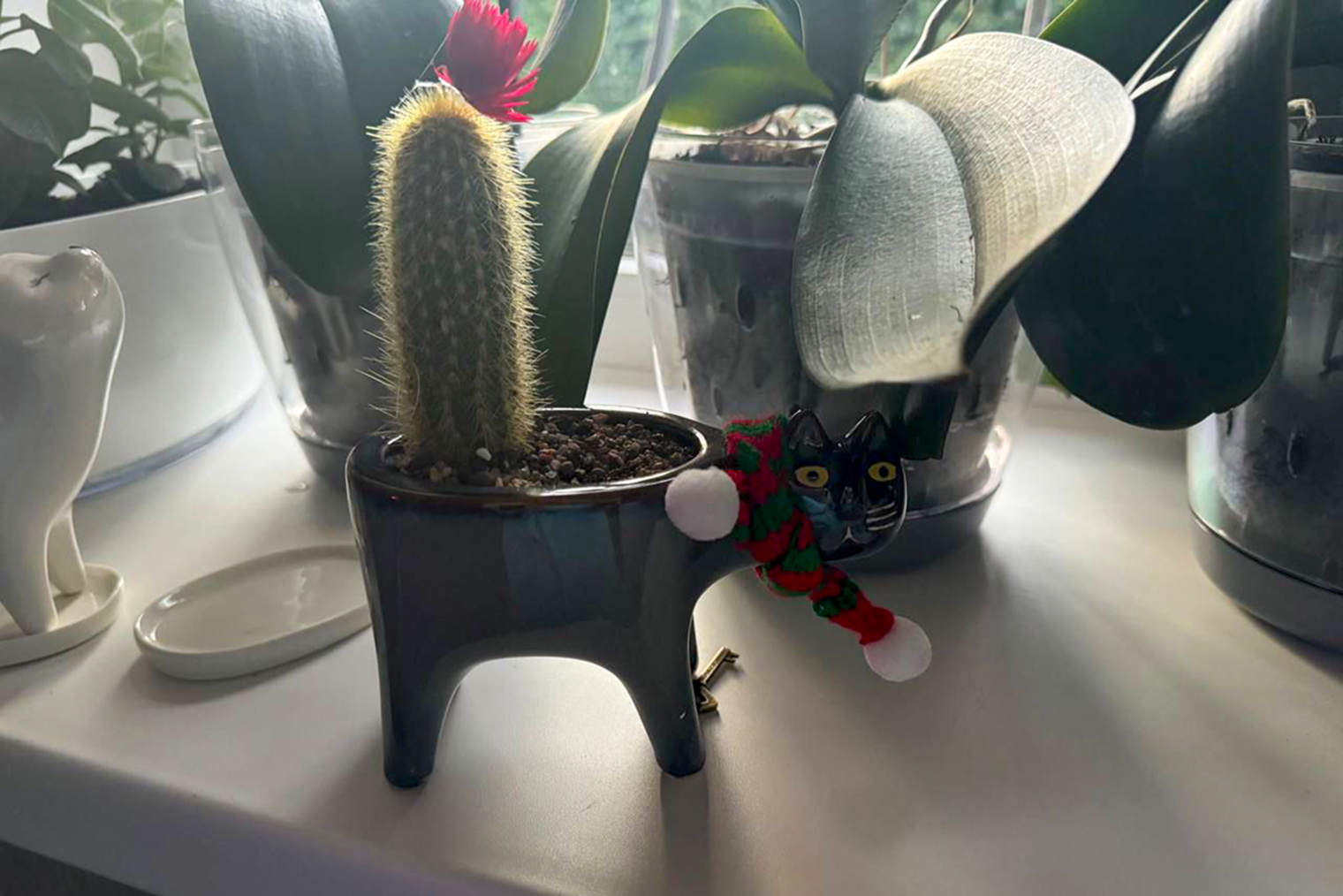 Тут тоже котики