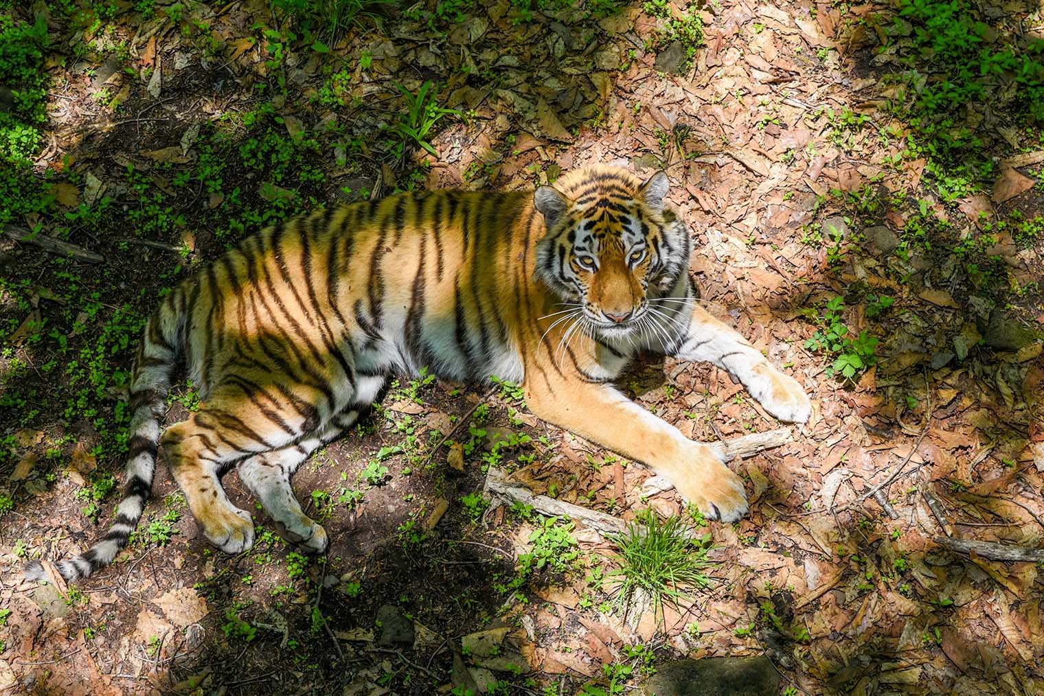 © Tanya_Terekhina / Shutterstock / FOTODOM