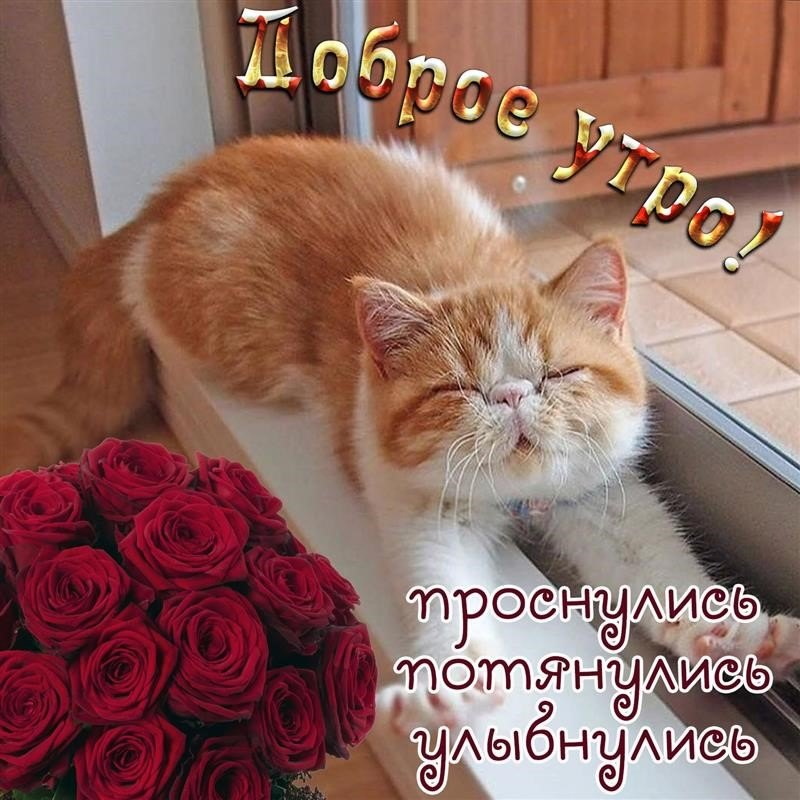 Букет от кота