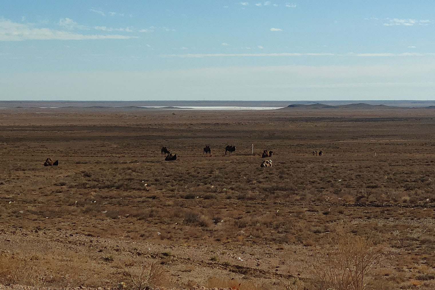 Это был единственный раз, когда мы увидели верблюдов в Казахстане