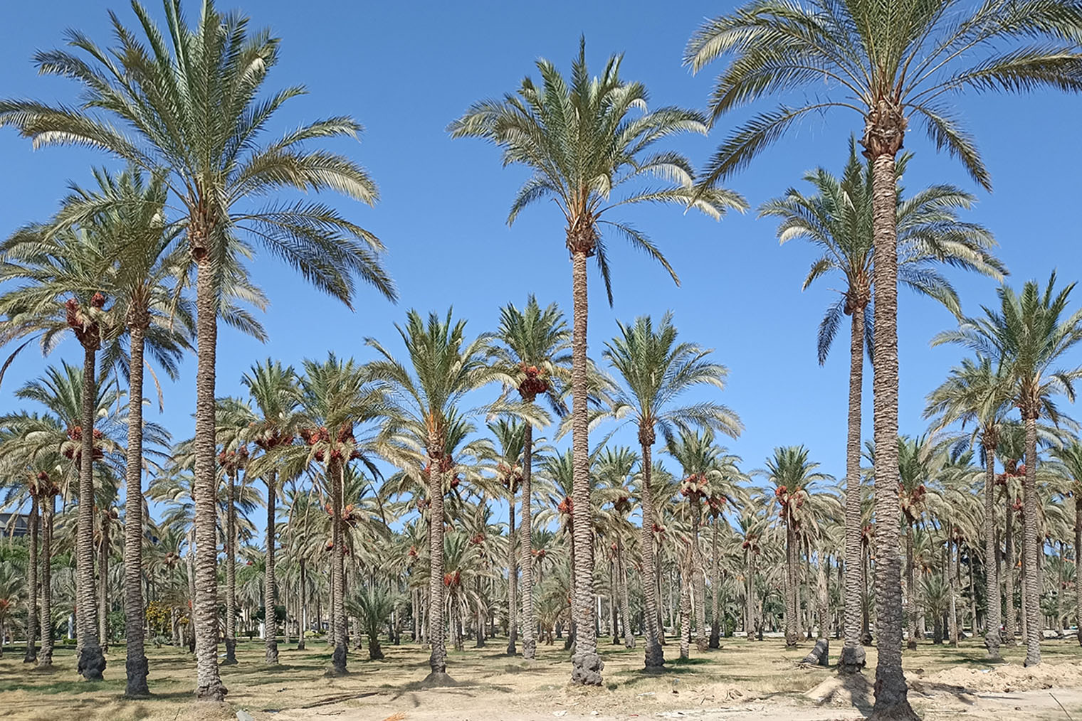 Несмотря на то что город находится в дельте Нила, в Александрии мало зелени. Поэтому пальмовый сад в парке напоминает оазис в пустыне