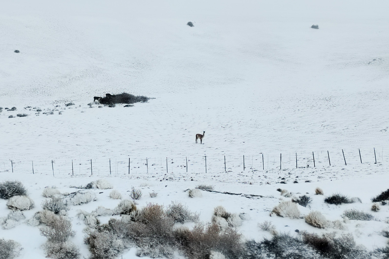 Гуанако — дикие родственники лам и альпак и типичные животные Патагонии