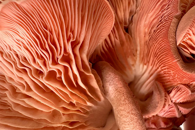 Разглядывать грибы вблизи — самая любимая часть процесса