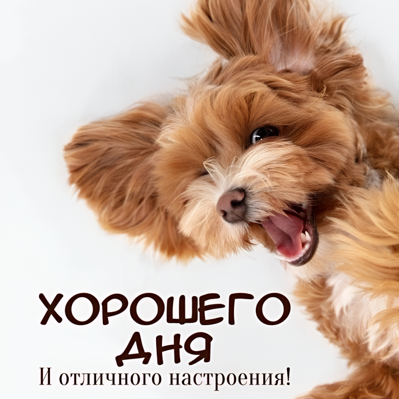 Песик