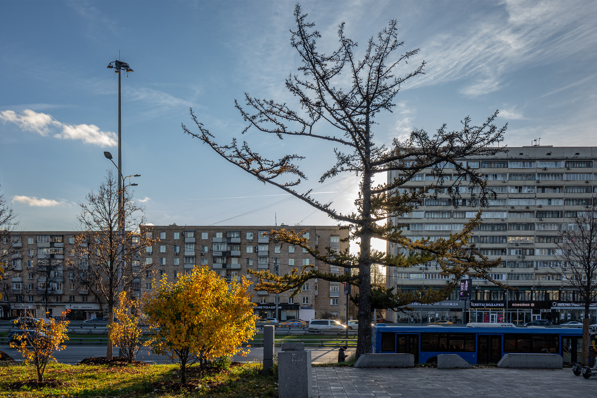 На Ленинградском проспекте практически нет высоких деревьев