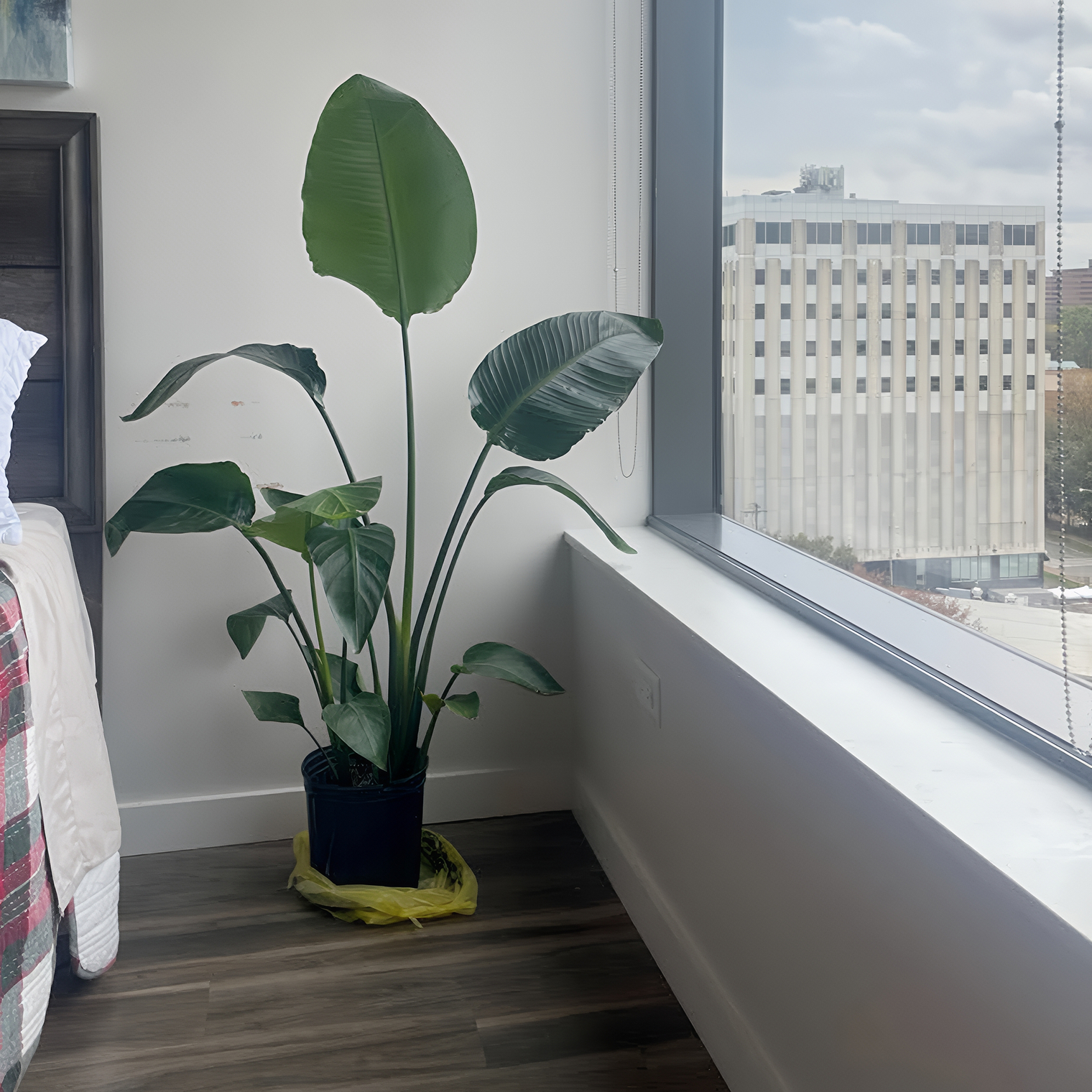 Добытую мною стрелицию я продала за 120 $ ( ₽) перед тем, как съехать из квартиры