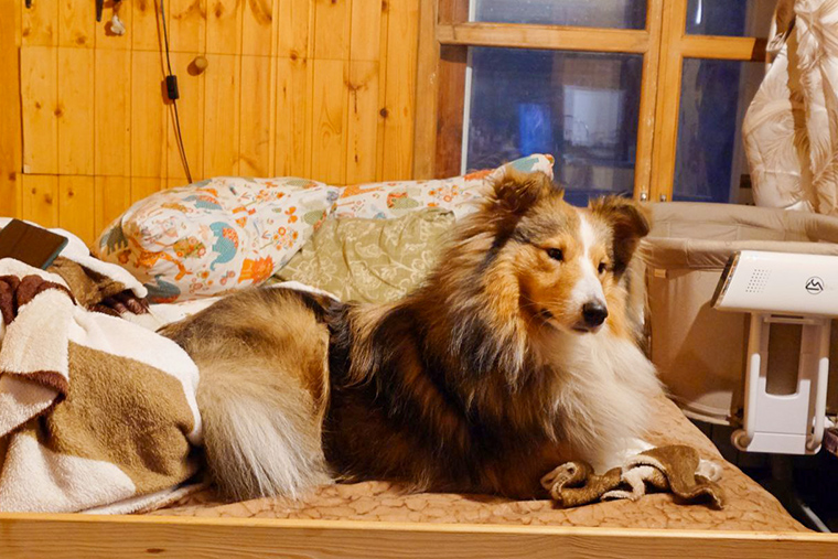 Собака внимательно прислушивается к непривычным звукам