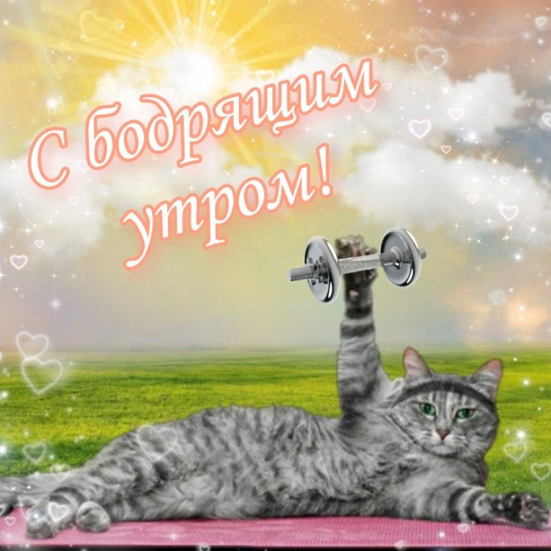 Кот-качок