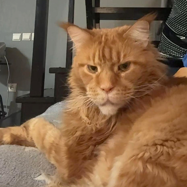 По традиции показываю кота сына