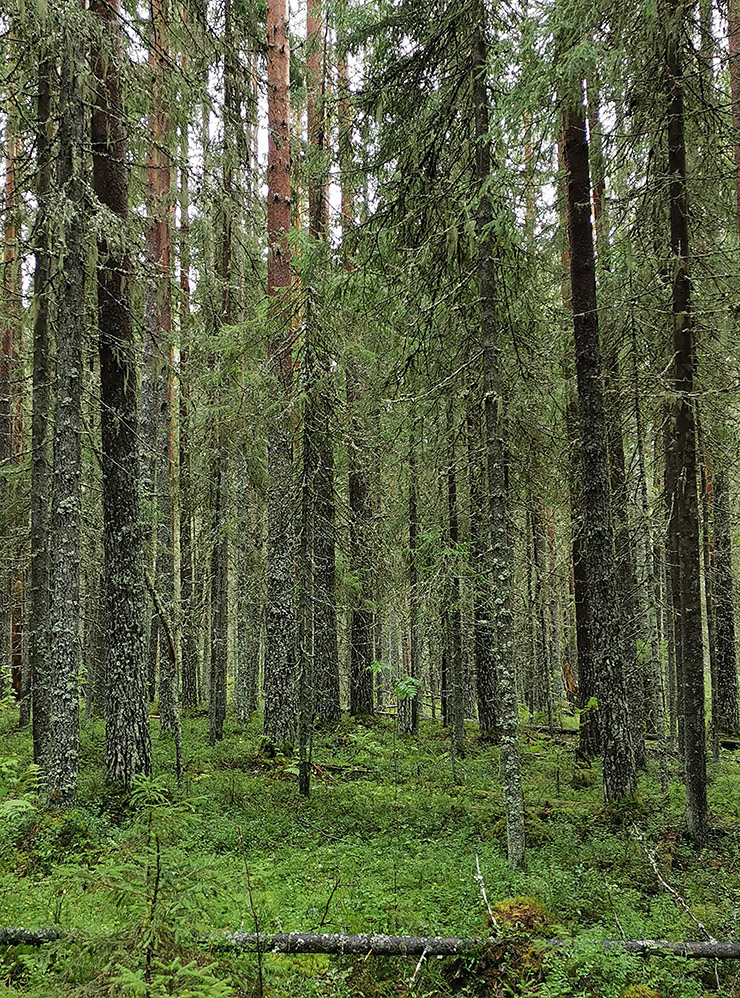Северные леса как иллюстрация к русским народным сказкам