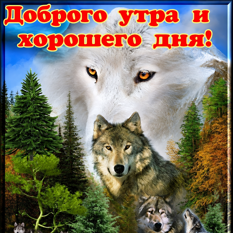 Волки