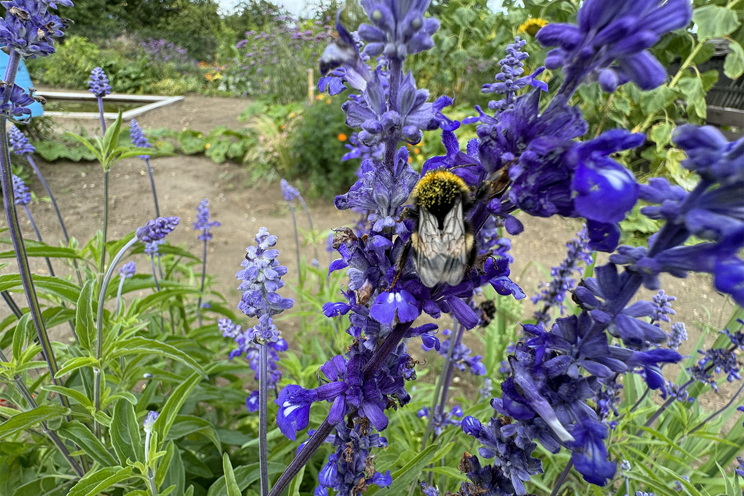 Пчелы помогают цветам размножаться