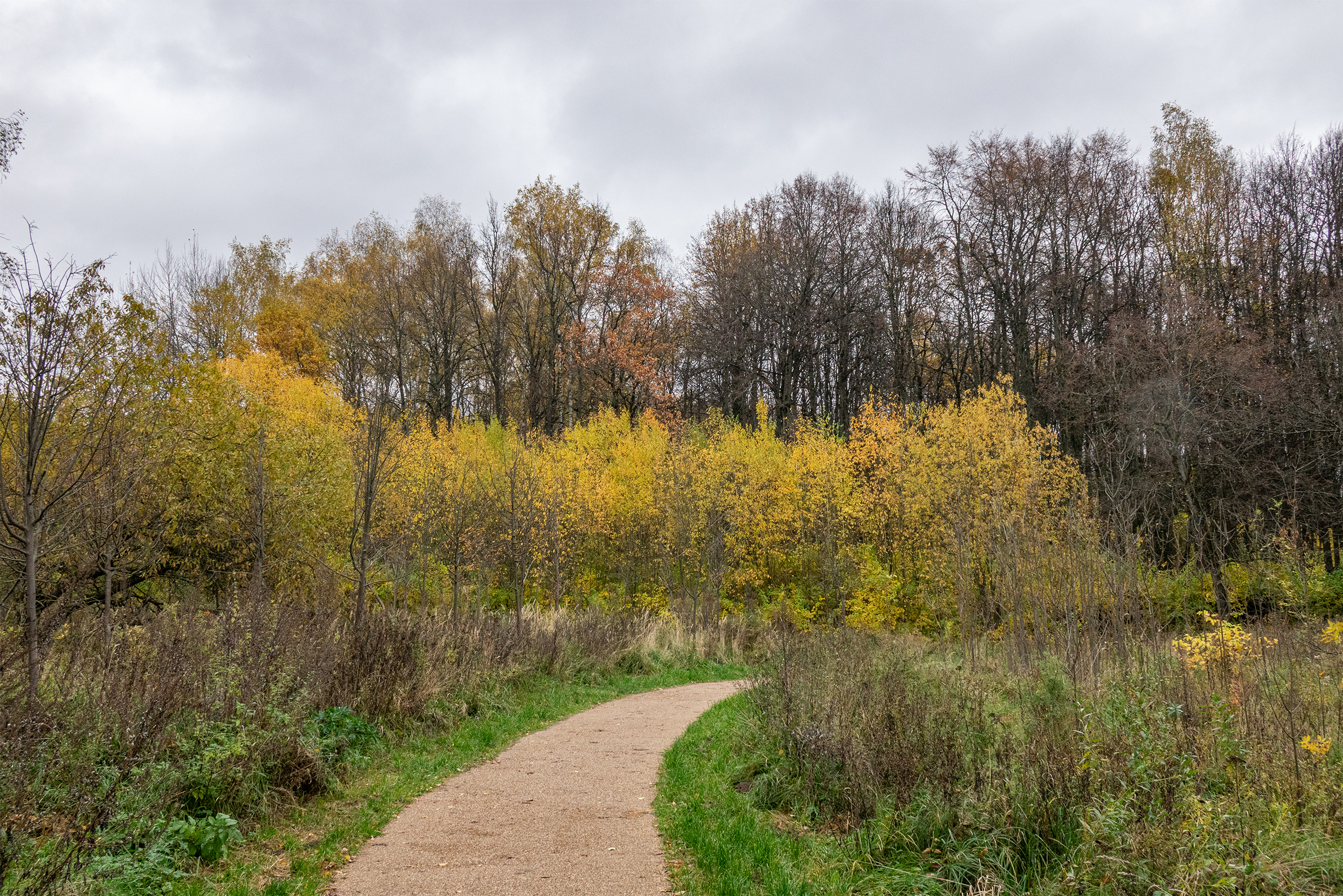 Благоустроенная часть Битцевского леса