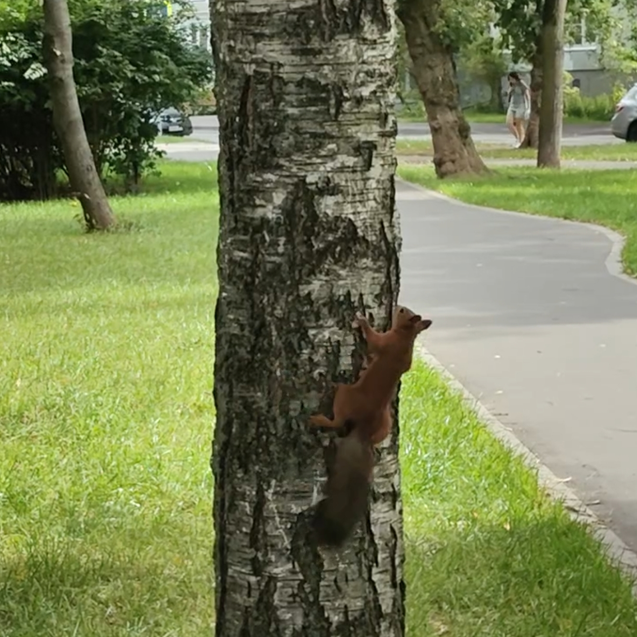 Белка
