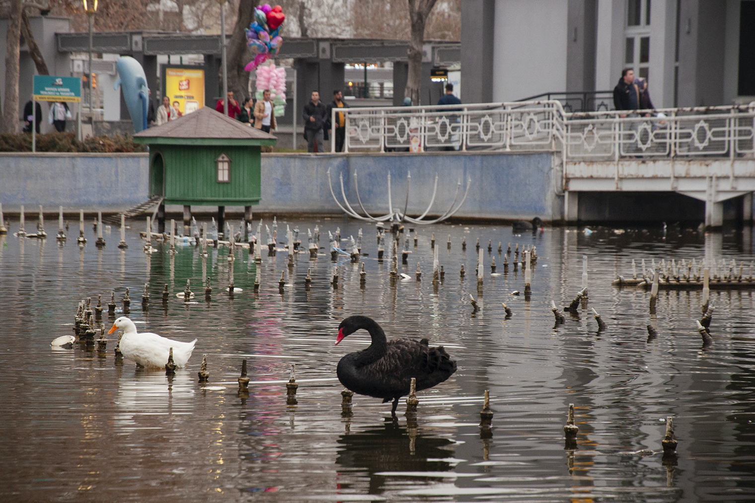 Водоем с лебедями и гусями находится в центральной части парка