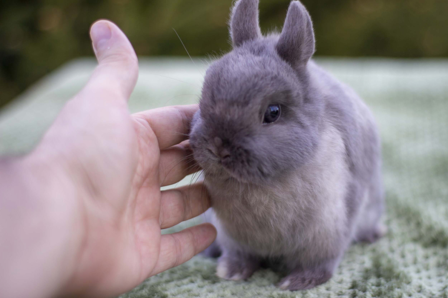 Кролики миноры. Размер взрослого животного легко оценить в сравнении с ладонью. Фото: Николай Любченко
