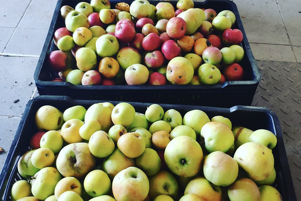 Сбор яблок для сидра. Фото: Михаил Голубцов