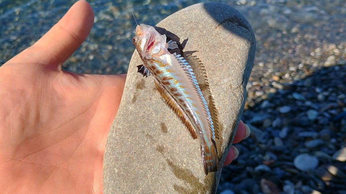 Морской дракончик на камне