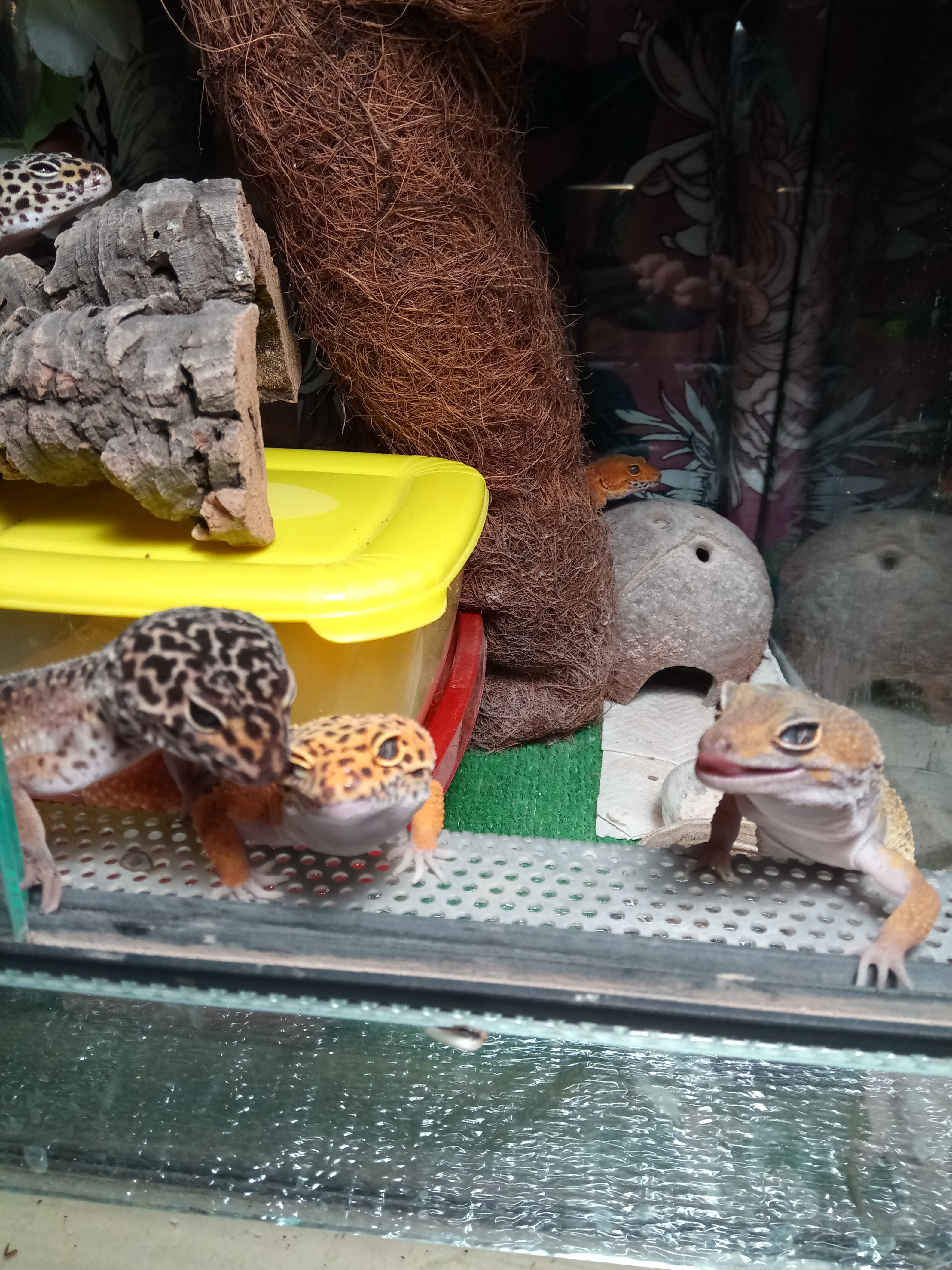 Леопардовые гекконы — любители нежных молодых сверчков без крыльев