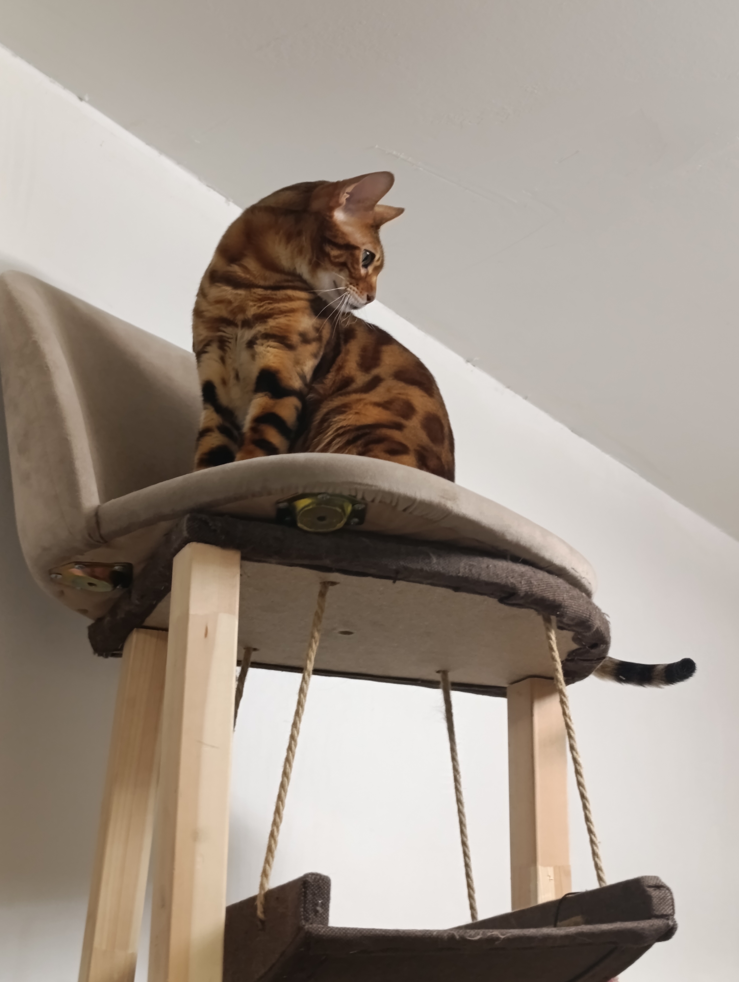 Фото питомца: кот Симба — мой Король Лев