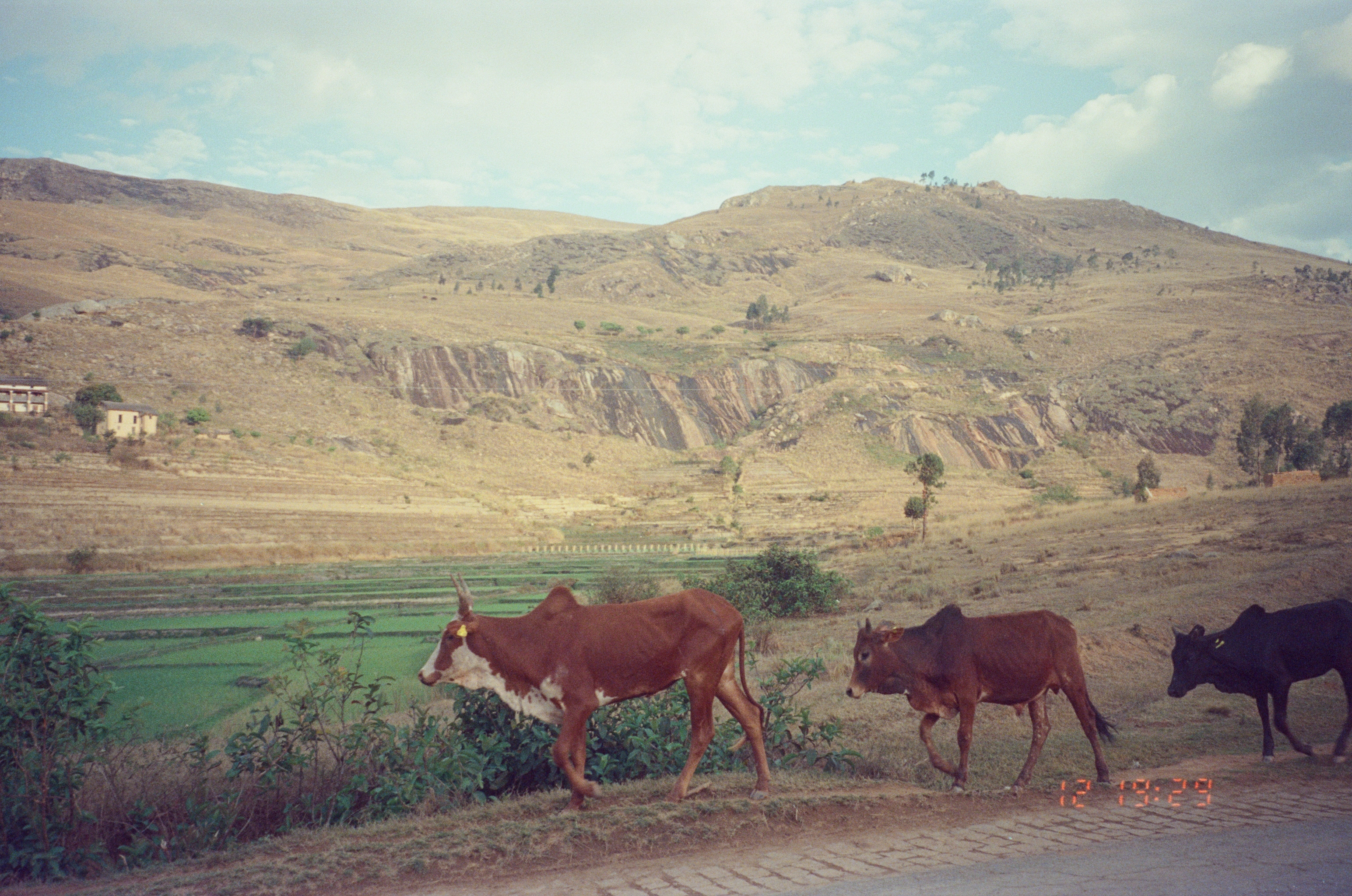 Зебу — местные коровы. У них есть горб, по сути такой же, как у верблюда: он позволяет запасать жир и выживать в жарком климате в периоды отсутствия корма